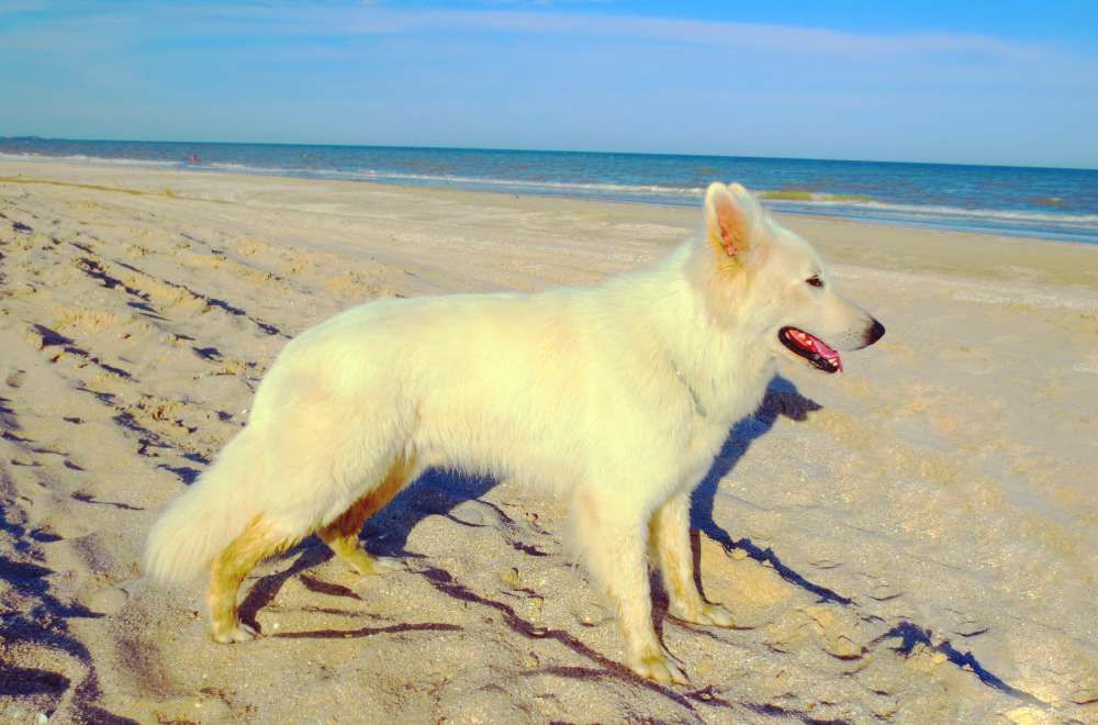 Вязка - Белая Швейцарская Овчарка, кобель,Запорожье