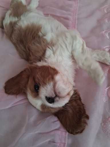 Cavalier King Charles Spaniel