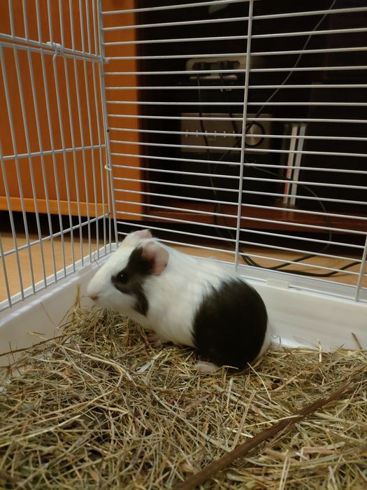 Porquinho da Índia e gaiola