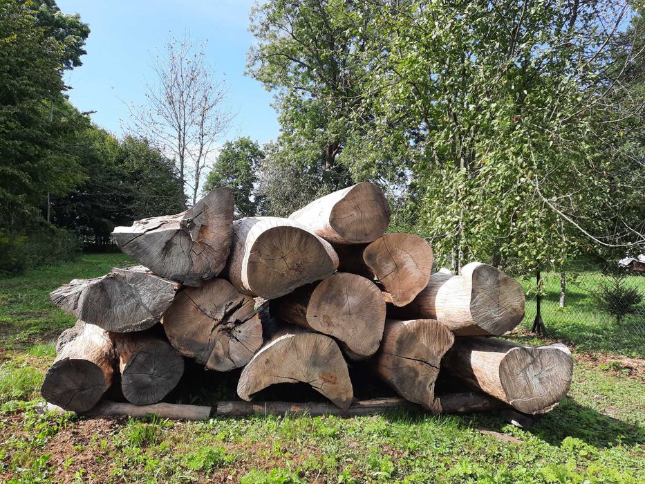 Drzewo Jesion kłody