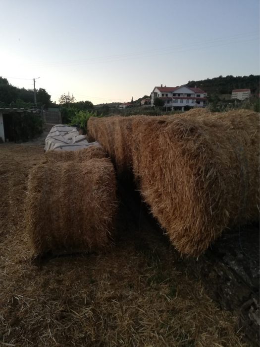 Fardos de palha – redondos