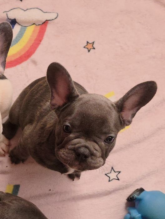 Bulldogue francês isabella faw