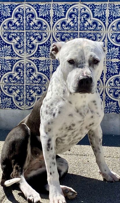 Cadela Pitbull para adoção responsável