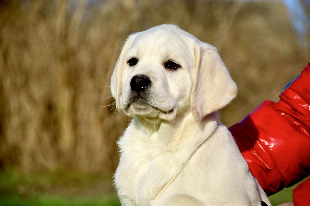 Готові до переїзду в родини чудові цуценята лабрадора!