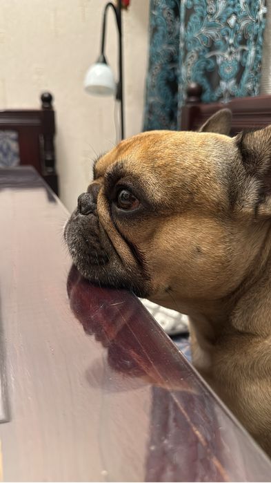 Французский бульдог