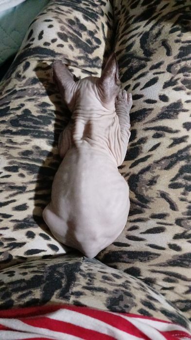 Донской сфинкс 2 місяці