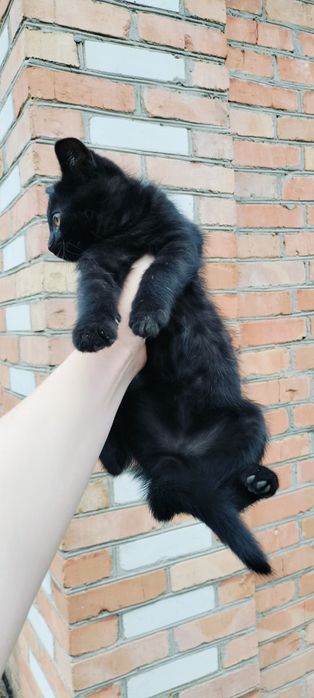 Віддам кошенят в добрі руки
