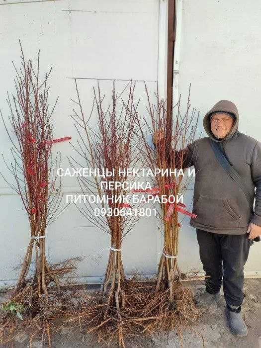 Гибриды Фруктовых Деревьев. ОПТ и Розница Питомник Барабой