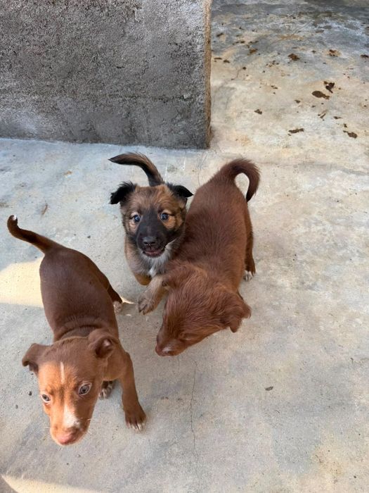 Adoção de cães bebés