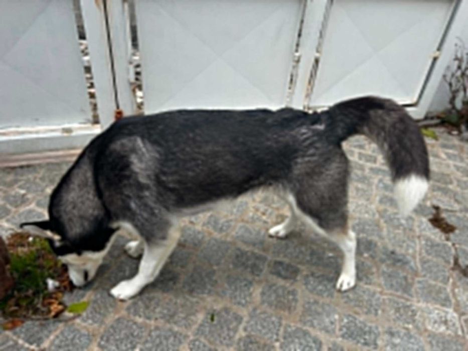 Fêmea Husky Siberiano - Luci