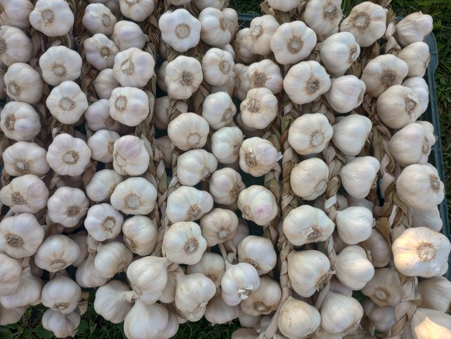 Czosnek wiosenny Jarus.