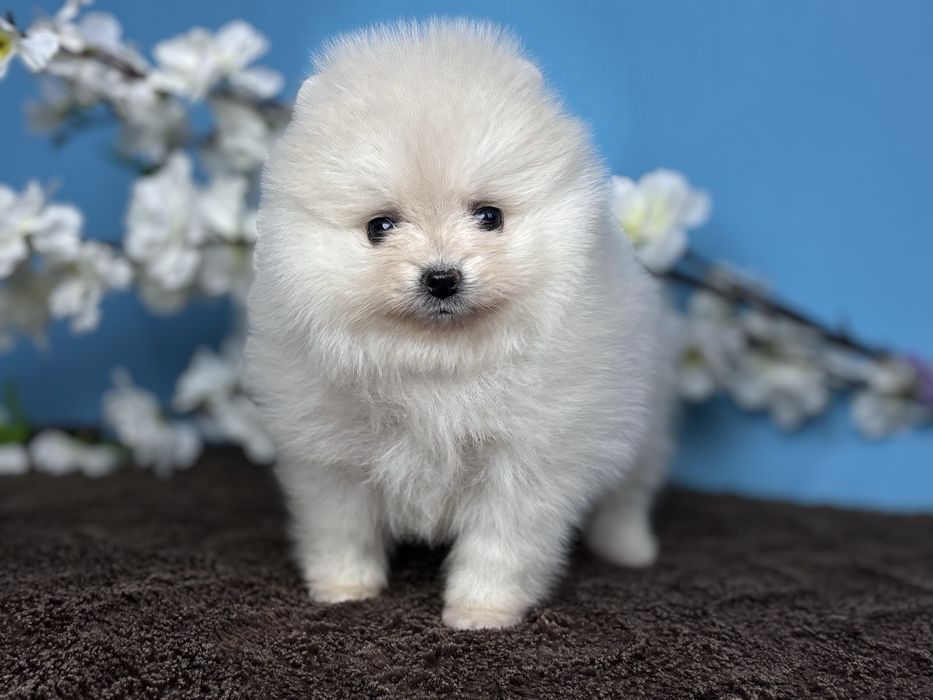 Помераночка біленька
