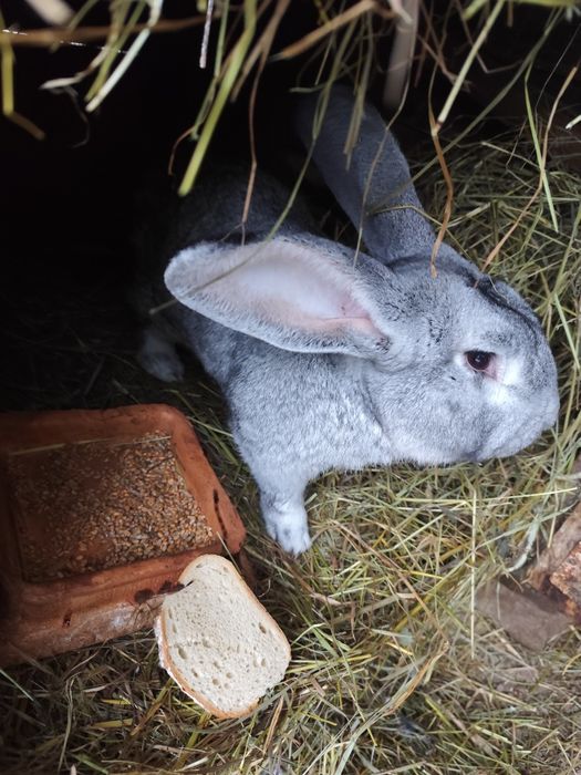 Samiec olbrzym belgijski