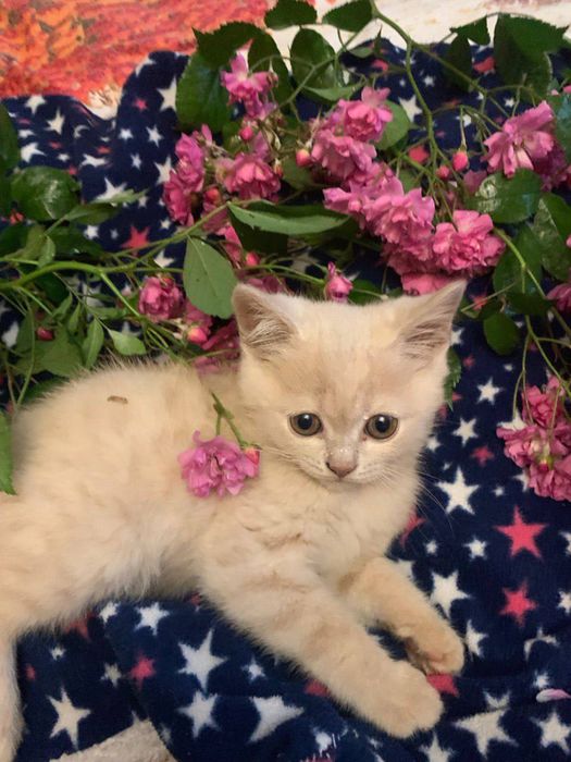 Продаються чистокровні лілові британці