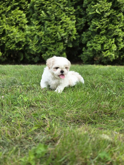 Shih-Tzu piekna sunia z rodowodem