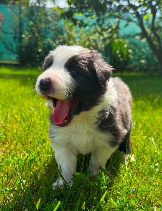 Border Collie blue&white niebieski piesek