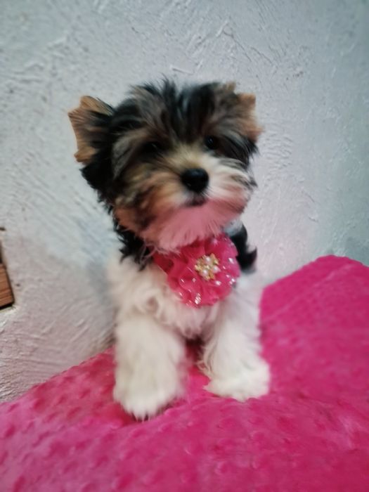 Dziewczynka biewer yorkshire terrier  york