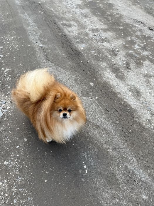 Померанський шпіц