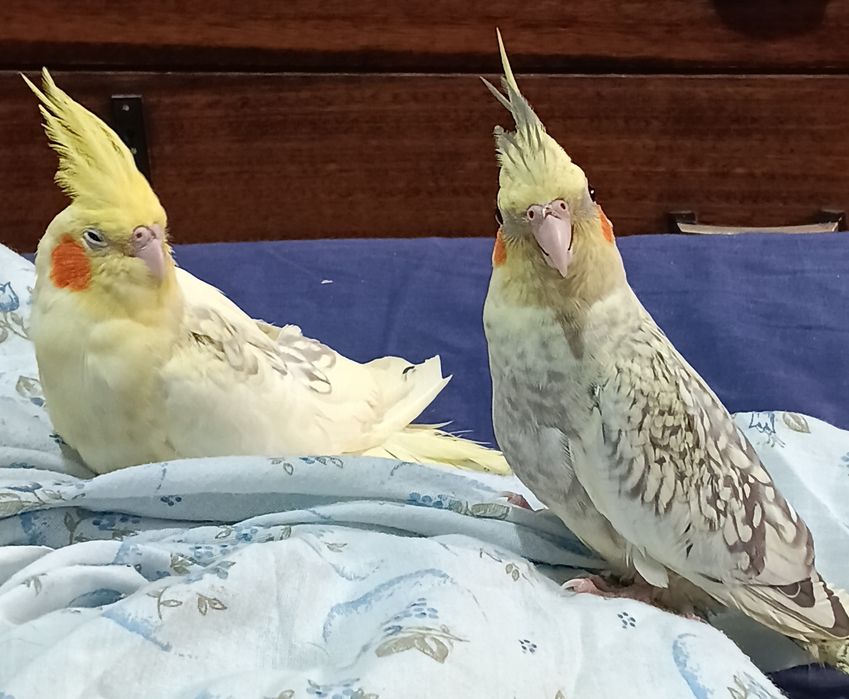 Vendo caturras e rosicolli, domesticados e selvagens