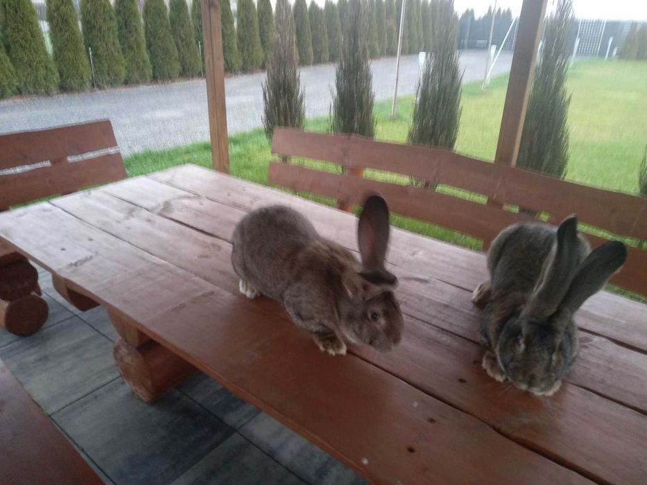 Króliki, samice Olbrzym Belgijski