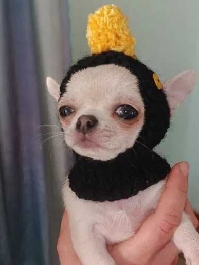 шапка на собаку мелкой породы чихуахуа йорк шпиц крысарик той терьер