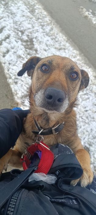 Yoko szuka dobrego domu