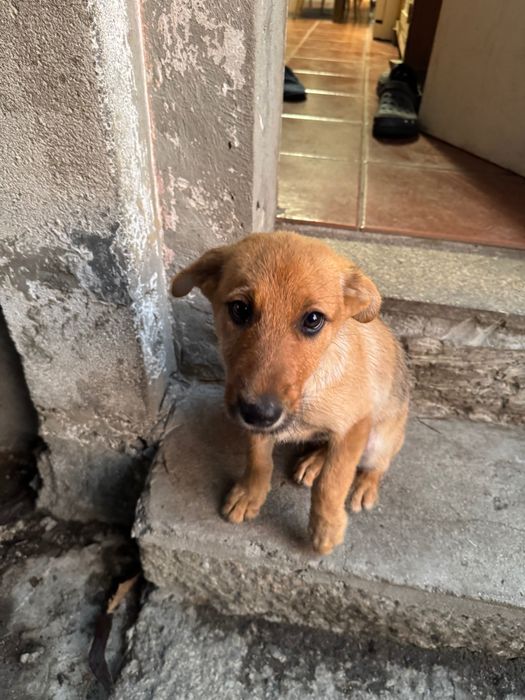 Cães arraçados pastor alemão