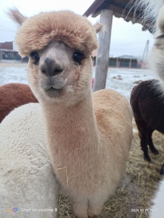 Alpaki huacaya 2 samce