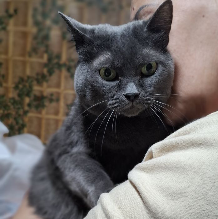 Шукає дім неймовірна красунечка. Британка