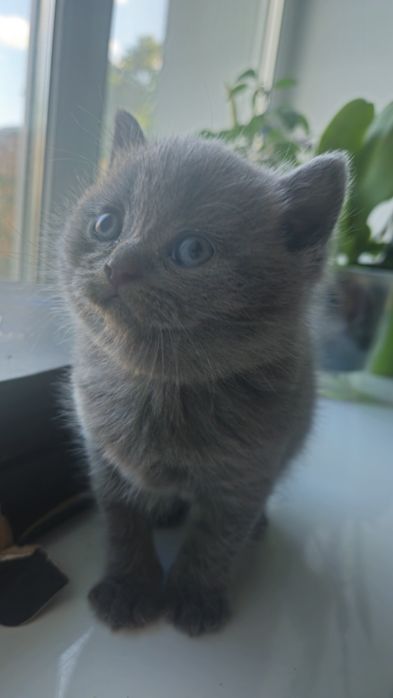 Шотландські кошенята