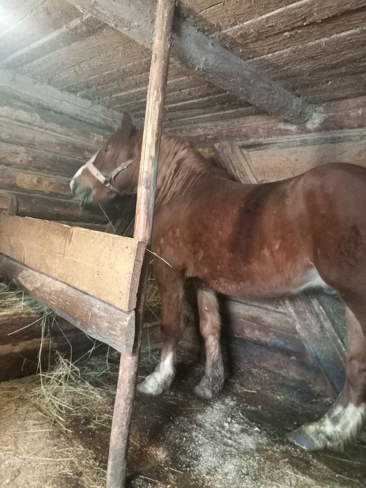 Продам 7 річного,кастрованого Коня.