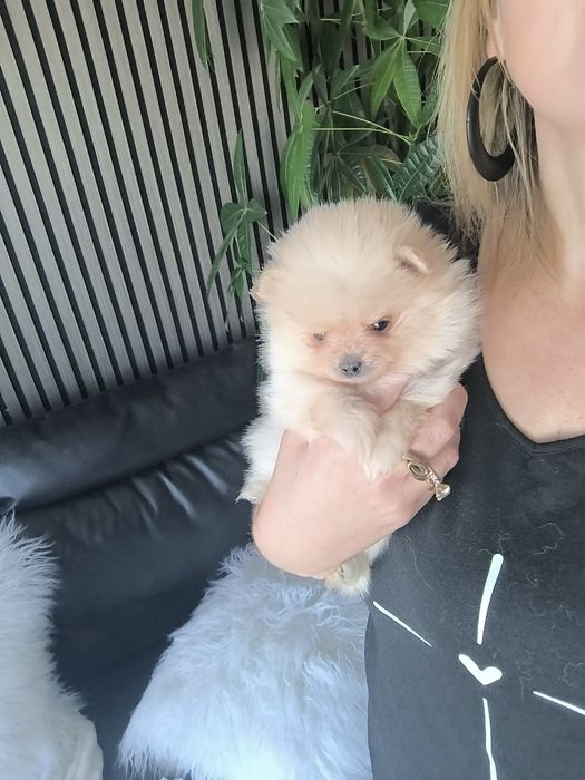 Spitz anão.Lulu da Pomerânia. Menino Mini com LOP e Afixo