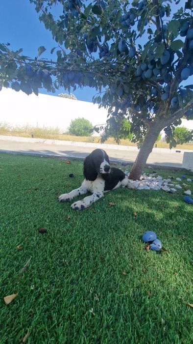 Cocker Spaniel Inglês Azul Ruão macho