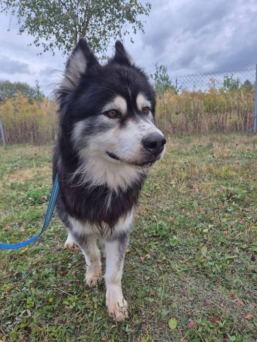 Vidar szuka domu !!!