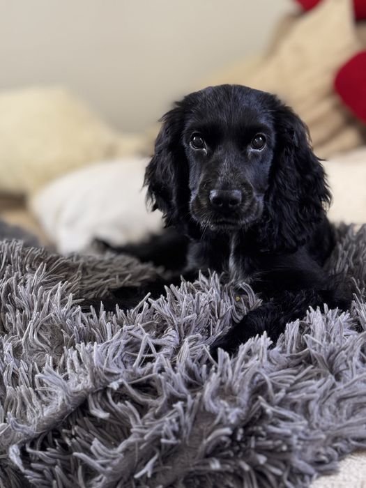ROXY Cocker Spaniel Angielski - suczka