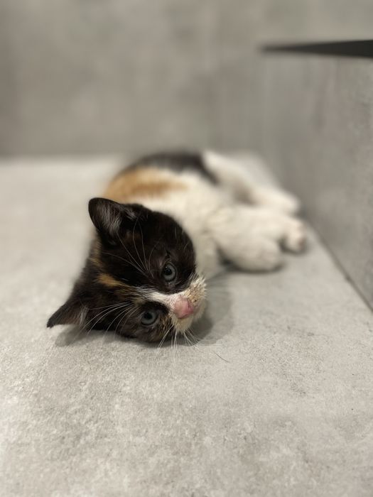 Віддам в добрі руки кошенят