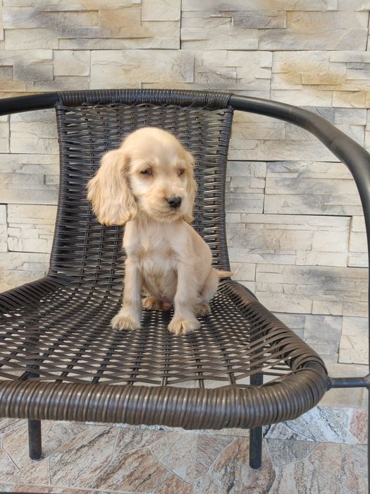 Cocker spaniel angielski pies