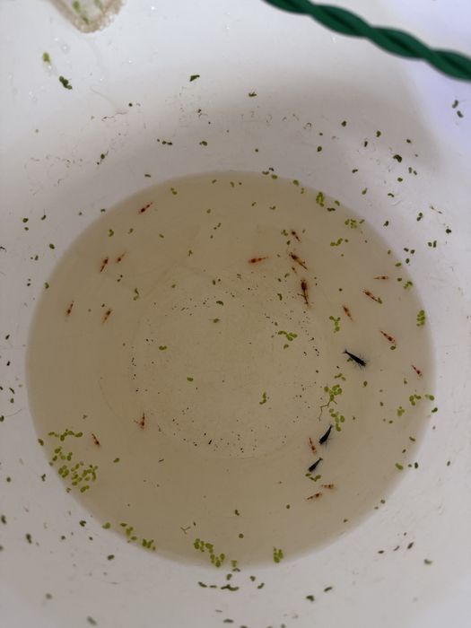 camarões caridinas e neocaridinas