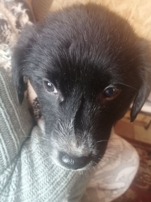 Отдам привезенных щенков