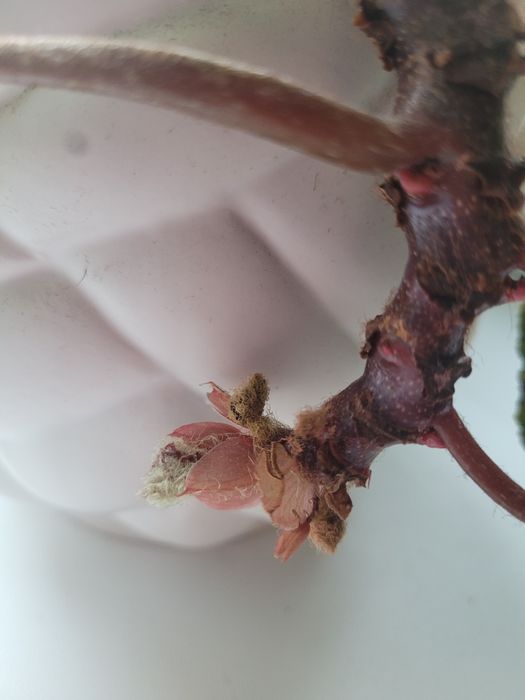 Piękna Begonia Ferox