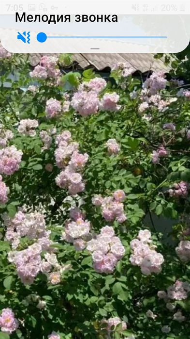 Продам плетистую розу