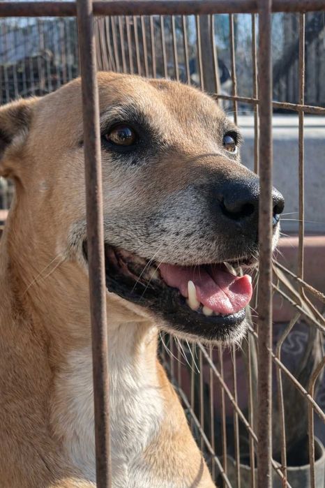 BILLY (Macho, Adulto) - Para Adoção