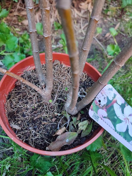 Planta Nerium Oleander cor Rosa