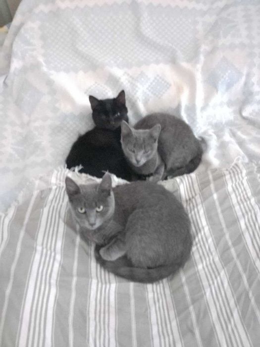 Віддам котиків в добрі руки