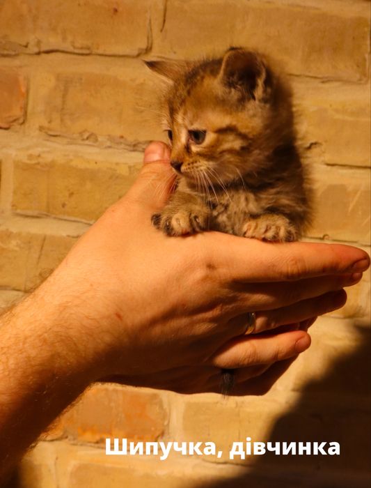 Кошенята, в добрі руки, кошеня Київ, коти