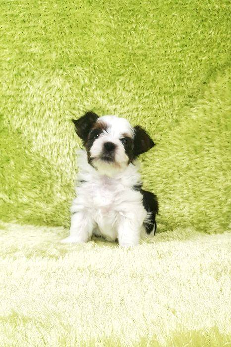 Біверйорк цуценя