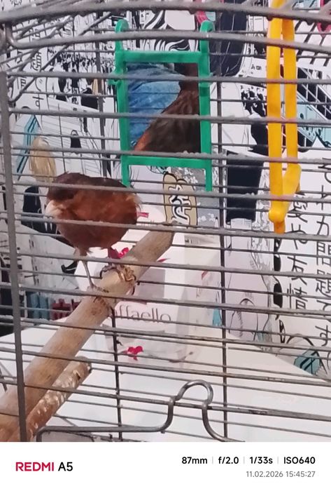 Sprzedam samczyka kanarka z klatką