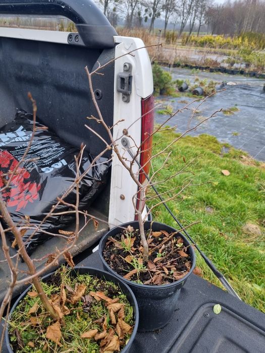 Grab pospolity 3l doniczka