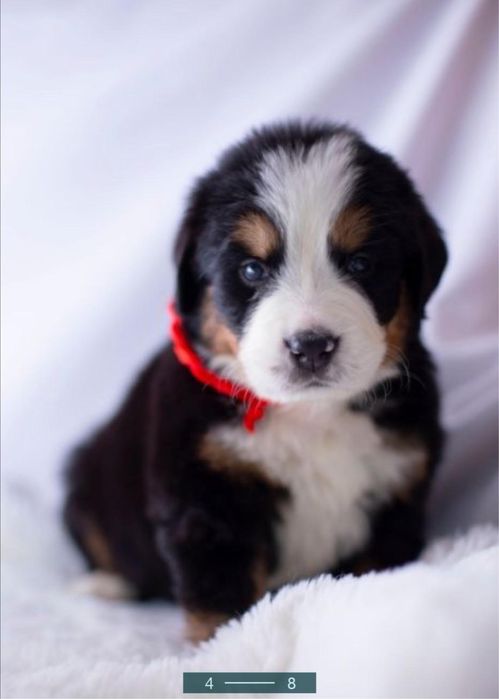 Berneński pies pasterski