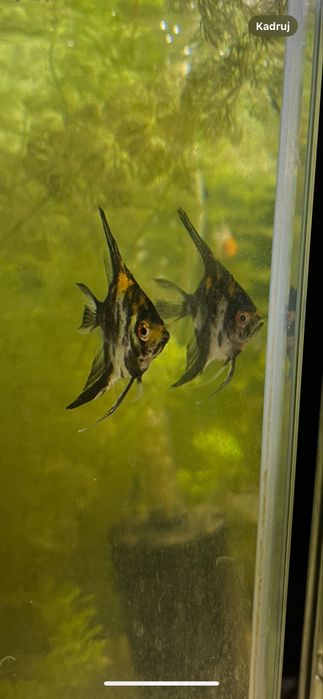 Jeden mlody skalar koi